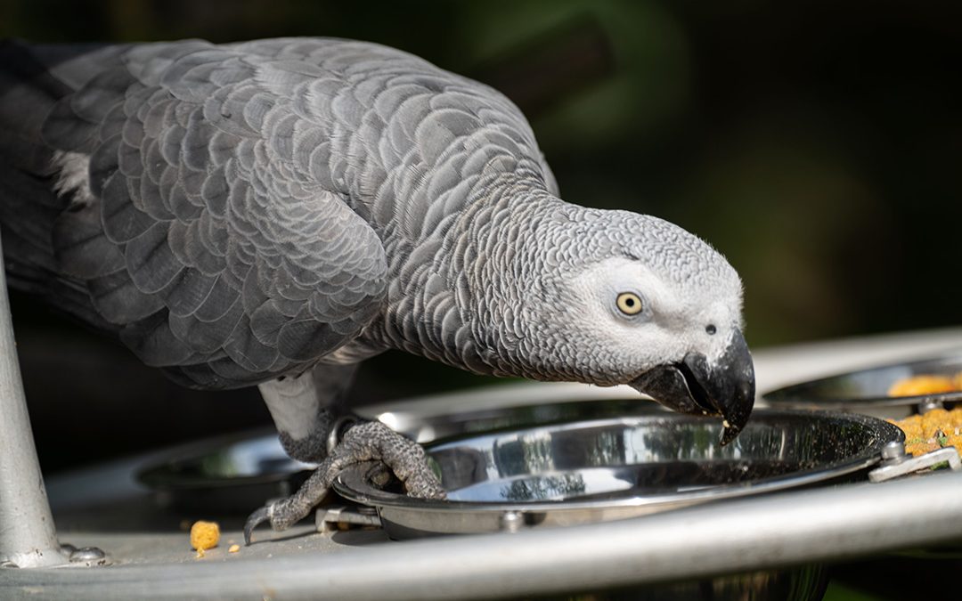 Training African Grey Parrots