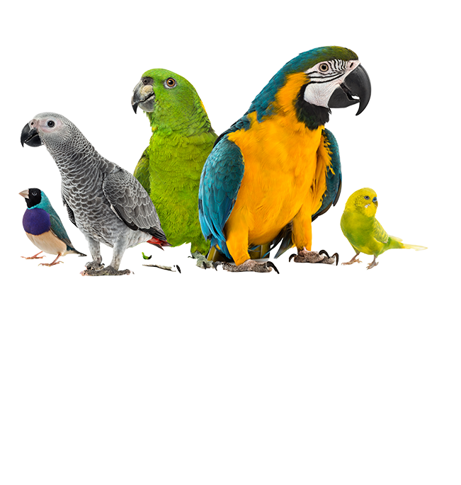 parrot shop